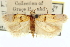  ( - CNCLEP00100723)  @11 [ ] CreativeCommons - Attribution (2013) CNC/CBG Photography Group Centre for Biodiversity Genomics