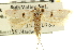  (Prolita puertella - CNCLEP00100724)  @14 [ ] CreativeCommons - Attribution (2013) CNC/CBG Photography Group Centre for Biodiversity Genomics