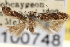  ( - CNCLEP00100748)  @12 [ ] CreativeCommons - Attribution (2013) CNC/CBG Photography Group Centre for Biodiversity Genomics