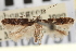  ( - CNCLEP00100751)  @11 [ ] CreativeCommons - Attribution (2013) CNC/CBG Photography Group Centre for Biodiversity Genomics