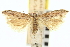  ( - CNCLEP00100754)  @11 [ ] CreativeCommons - Attribution (2013) CNC/CBG Photography Group Centre for Biodiversity Genomics