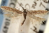  ( - CNCLEP00100774)  @11 [ ] CreativeCommons - Attribution (2013) CNC/CBG Photography Group Centre for Biodiversity Genomics