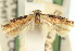  ( - CNCLEP00100781)  @11 [ ] CreativeCommons - Attribution (2013) CNC/CBG Photography Group Centre for Biodiversity Genomics