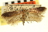  ( - CNCLEP00100787)  @11 [ ] CreativeCommons - Attribution (2013) CNC/CBG Photography Group Centre for Biodiversity Genomics