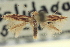  ( - CNCLEP00100805)  @11 [ ] CreativeCommons - Attribution (2013) CNC/CBG Photography Group Centre for Biodiversity Genomics