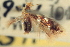  ( - CNCLEP00100807)  @11 [ ] CreativeCommons - Attribution (2013) CNC/CBG Photography Group Centre for Biodiversity Genomics