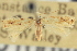  (Bucculatrix ceanothiella - CNCLEP00100808)  @11 [ ] CreativeCommons - Attribution (2013) CNC/CBG Photography Group Centre for Biodiversity Genomics