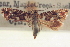  ( - CNCLEP00100852)  @11 [ ] CreativeCommons - Attribution (2013) CNC/CBG Photography Group Centre for Biodiversity Genomics