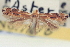  (Bucculatrix adelpha - CNCLEP00100861)  @11 [ ] CreativeCommons - Attribution (2013) CNC/CBG Photography Group Centre for Biodiversity Genomics