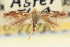  ( - CNCLEP00100862)  @11 [ ] CreativeCommons - Attribution (2013) CNC/CBG Photography Group Centre for Biodiversity Genomics