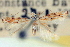 (Bucculatrix anaticula - CNCLEP00100866)  @11 [ ] CreativeCommons - Attribution (2013) CNC/CBG Photography Group Centre for Biodiversity Genomics