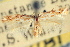  ( - CNCLEP00100868)  @11 [ ] CreativeCommons - Attribution (2013) CNC/CBG Photography Group Centre for Biodiversity Genomics