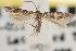 ( - CNCLEP00100890)  @13 [ ] CreativeCommons - Attribution (2013) CNC/CBG Photography Group Centre for Biodiversity Genomics