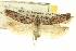  ( - CNCLEP00100902)  @11 [ ] CreativeCommons - Attribution (2013) CNC/CBG Photography Group Centre for Biodiversity Genomics