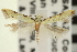  ( - CNCLEP00100912)  @13 [ ] CreativeCommons - Attribution (2013) CNC/CBG Photography Group Centre for Biodiversity Genomics