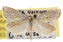  ( - CNCLEP00101290)  @11 [ ] CreativeCommons - Attribution (2013) CNC/CBG Photography Group Centre for Biodiversity Genomics