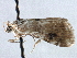  ( - CNCLEP00101300)  @11 [ ] CreativeCommons - Attribution (2013) CNC/CBG Photography Group Centre for Biodiversity Genomics