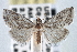  ( - CNCLEP00101311)  @14 [ ] CreativeCommons - Attribution (2013) CNC/CBG Photography Group Centre for Biodiversity Genomics
