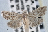  ( - CNCLEP00101312)  @14 [ ] CreativeCommons - Attribution (2013) CNC/CBG Photography Group Centre for Biodiversity Genomics