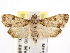  ( - CNCLEP00101327)  @11 [ ] CreativeCommons - Attribution (2013) CNC/CBG Photography Group Centre for Biodiversity Genomics