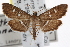  (Diathrausta reconditalis - CNCLEP00101330)  @15 [ ] CreativeCommons - Attribution (2013) CNC/CBG Photography Group Centre for Biodiversity Genomics