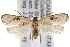  (Exaeretia canella - CNCLEP00101365)  @14 [ ] CreativeCommons - Attribution (2013) CNC/CBG Photography Group Centre for Biodiversity Genomics