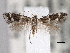  (Elachista dagnirella - CNCLEP00101370)  @14 [ ] CreativeCommons - Attribution (2013) CNC/CBG Photography Group Centre for Biodiversity Genomics