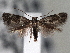  ( - CNCLEP00101371)  @14 [ ] CreativeCommons - Attribution (2013) CNC/CBG Photography Group Centre for Biodiversity Genomics