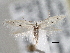 (Elachista orestella - CNCLEP00101387)  @14 [ ] CreativeCommons - Attribution (2013) CNC/CBG Photography Group Centre for Biodiversity Genomics