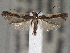  (Caloptilia belfragella - CNCLEP00101413)  @14 [ ] CreativeCommons - Attribution (2013) CNC/CBG Photography Group Centre for Biodiversity Genomics