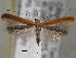  (Caloptilia betulivora - CNCLEP00101418)  @14 [ ] CreativeCommons - Attribution (2013) CNC/CBG Photography Group Centre for Biodiversity Genomics