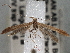  ( - CNCLEP00101419)  @13 [ ] CreativeCommons - Attribution (2013) CNC/CBG Photography Group Centre for Biodiversity Genomics