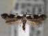  ( - CNCLEP00101424)  @12 [ ] CreativeCommons - Attribution (2013) CNC/CBG Photography Group Centre for Biodiversity Genomics