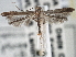  (Caloptilia perseae - CNCLEP00101432)  @14 [ ] CreativeCommons - Attribution (2013) CNC/CBG Photography Group Centre for Biodiversity Genomics