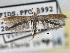  ( - CNCLEP00101434)  @13 [ ] CreativeCommons - Attribution (2013) CNC/CBG Photography Group Centre for Biodiversity Genomics