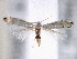  (Phyllonorycter trinotella - CNCLEP00101453)  @14 [ ] CreativeCommons - Attribution (2013) CNC/CBG Photography Group Centre for Biodiversity Genomics