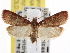  (Heliades mulleolella - CNCLEP00101495)  @15 [ ] CreativeCommons - Attribution (2013) CNC/CBG Photography Group Centre for Biodiversity Genomics