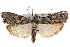  ( - CNCLEP00101518)  @15 [ ] CreativeCommons - Attribution (2013) CBG Photography Group Centre for Biodiversity Genomics