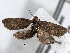  ( - CNCLEP00101559)  @12 [ ] CreativeCommons - Attribution (2013) CBG Photography Group Centre for Biodiversity Genomics