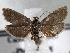  ( - CNCLEP00101561)  @13 [ ] CreativeCommons - Attribution (2013) CBG Photography Group Centre for Biodiversity Genomics