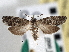  ( - CNCLEP00101571)  @11 [ ] CreativeCommons - Attribution (2013) CBG Photography Group Centre for Biodiversity Genomics