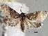  ( - CNCLEP00101584)  @14 [ ] CreativeCommons - Attribution (2013) CBG Photography Group Centre for Biodiversity Genomics