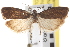  (Epinotia myricana - CNCLEP00101609)  @14 [ ] CreativeCommons - Attribution (2013) CNC/CBG Photography Group Centre for Biodiversity Genomics