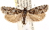  (Pelochrista dodana - CNCLEP00101625)  @15 [ ] CreativeCommons - Attribution (2013) CNC/CBG Photography Group Centre for Biodiversity Genomics
