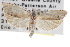  (Pelochrista heathiana - CNCLEP00101633)  @14 [ ] CreativeCommons - Attribution (2013) CNC/CBG Photography Group Centre for Biodiversity Genomics