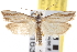  ( - CNCLEP00101636)  @11 [ ] CreativeCommons - Attribution (2013) CNC/CBG Photography Group Centre for Biodiversity Genomics