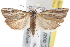  ( - CNCLEP00101637)  @11 [ ] CreativeCommons - Attribution (2013) CNC/CBG Photography Group Centre for Biodiversity Genomics