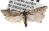  ( - CNCLEP00101726)  @14 [ ] CreativeCommons - Attribution (2013) CNC/CBG Photography Group Centre for Biodiversity Genomics