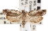 ( - CNCLEP00101737)  @14 [ ] CreativeCommons - Attribution (2013) CNC/CBG Photography Group Centre for Biodiversity Genomics