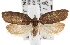  ( - CNCLEP00101748)  @11 [ ] CreativeCommons - Attribution (2013) CNC/CBG Photography Group Centre for Biodiversity Genomics